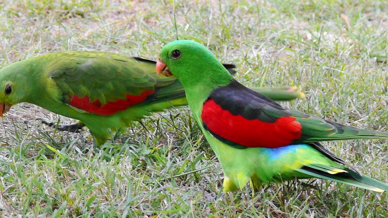 中型インコ ハゴロモインコの性質 特徴や鳴き声と値段について インコ生活 飼い方 育て方の総合情報サイト