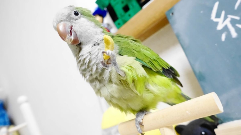 オキナインコの利き足は左足(食べ物を掴む足から判断)