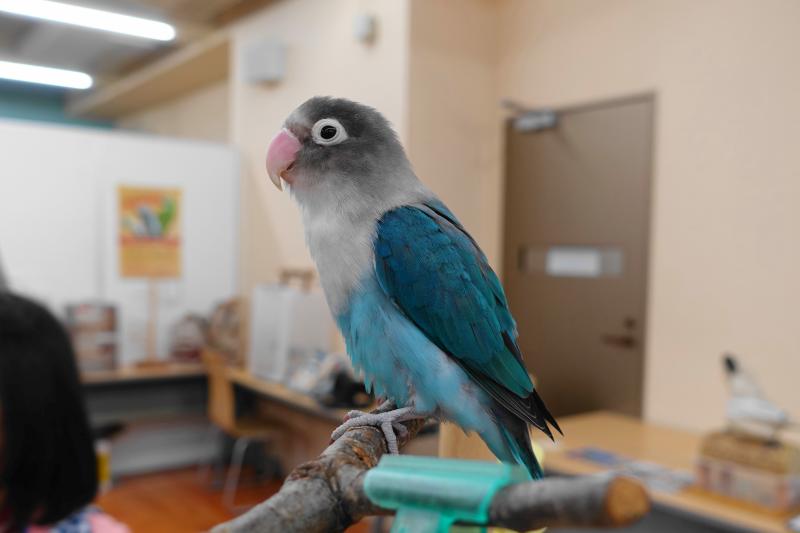 小型インコ ボタンインコの特徴や性格 鳴き声と価格について インコ生活 飼い方 育て方の総合情報サイト