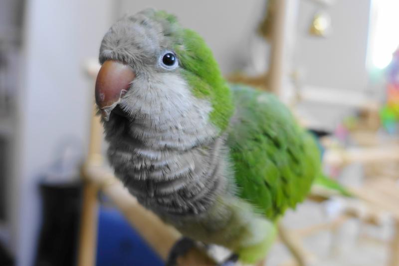 中型インコ オキナインコの性質 特徴 鳴き声と値段について インコ生活 飼い方 育て方の総合情報サイト