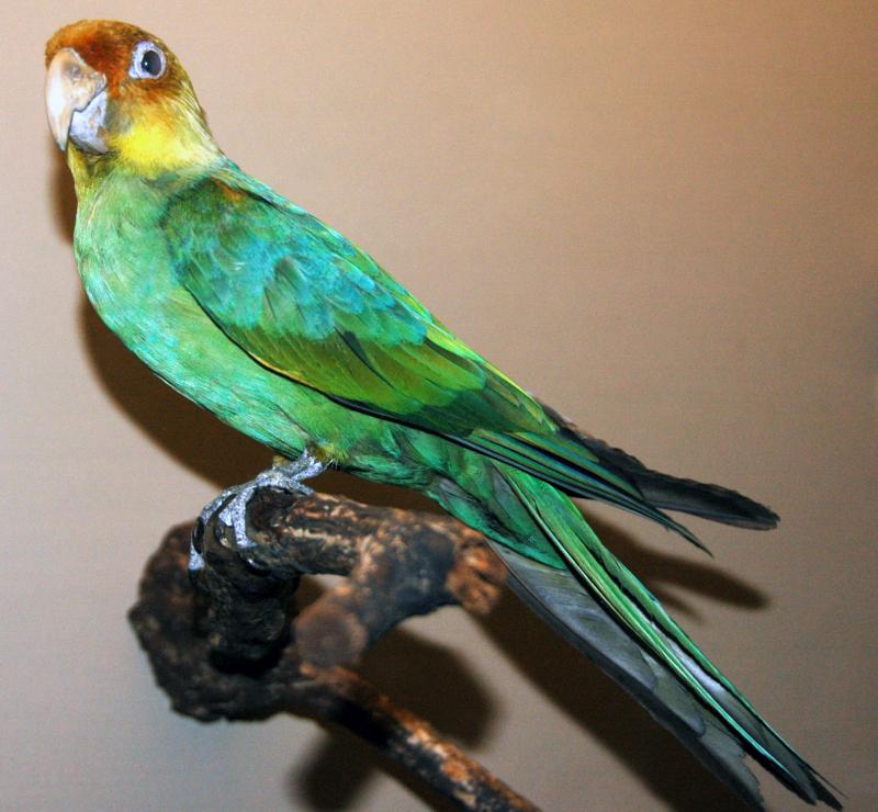 絶滅インコ カロライナインコの特徴と絶滅した理由 インコで北米に唯一生息 インコ生活 飼い方 育て方の総合情報サイト