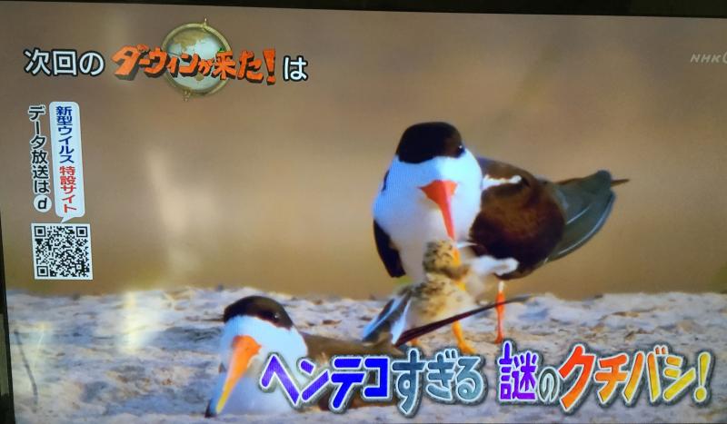 放送後追記 3月8日のダーウィンが来たはハサミアジサシ特集 不思議な形のクチバシの謎に迫る インコ生活 飼い方 育て方の総合情報サイト