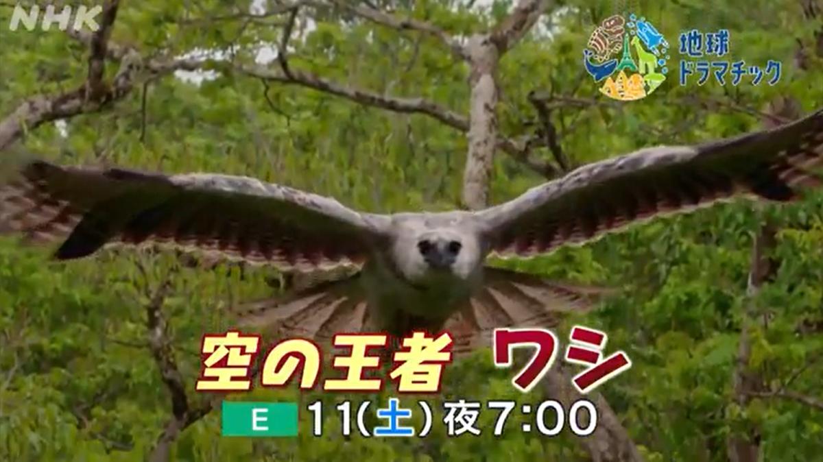 NHK教育テレビ(Eテレ)の地球ドラマチック7月11日の放送は「空の王者　ワシ」で猛禽類が特集