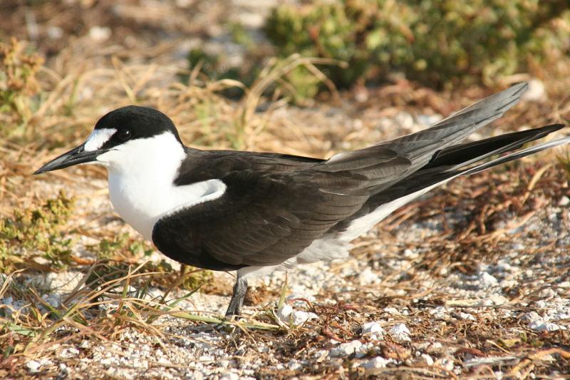 放送後追記 7月12日のダーウィンが来たはセグロアジサシ特集 魚 ロウニンアジ が海鳥を襲う インコ生活 飼い方 育て方の総合情報サイト