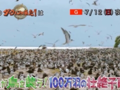 7月12日のダーウィンが来たはセグロアジサシ特集「魚が鳥を襲う!100万羽の壮絶子育て」100万羽を超えるセグロアジサシが群れで集まっている様子