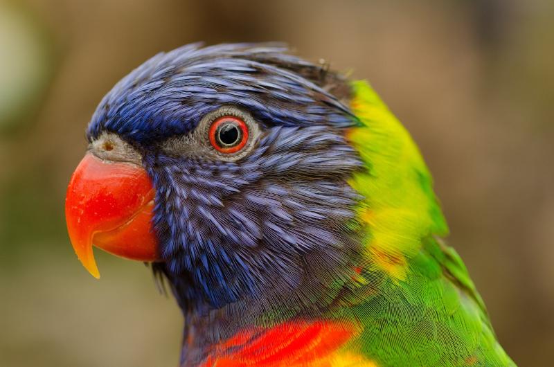 ローリー ロリキートとは ヒインコ科の特徴と鳥種一覧まとめ お喋り上手な美しいインコ インコ生活 飼い方 育て方の総合情報サイト