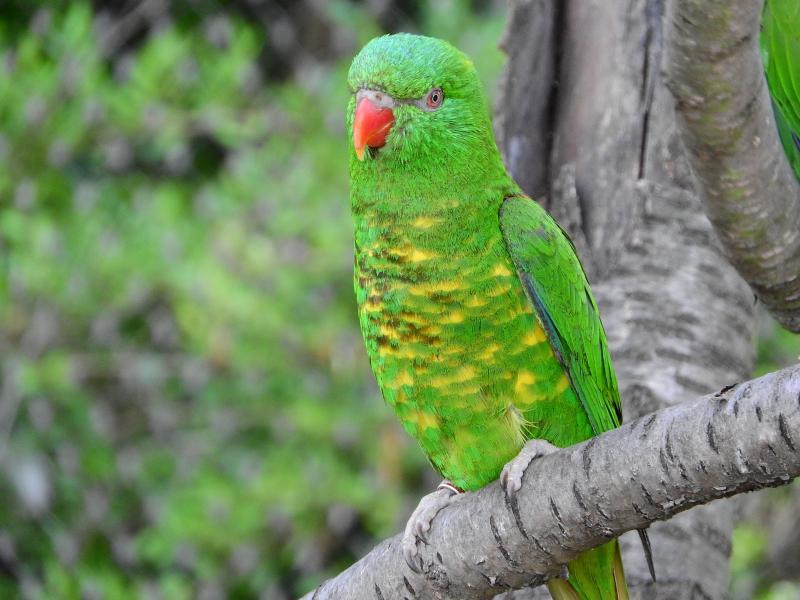 ローリー ロリキートとは ヒインコ科の特徴と鳥種一覧まとめ お喋り上手な美しいインコ インコ生活 飼い方 育て方の総合情報サイト