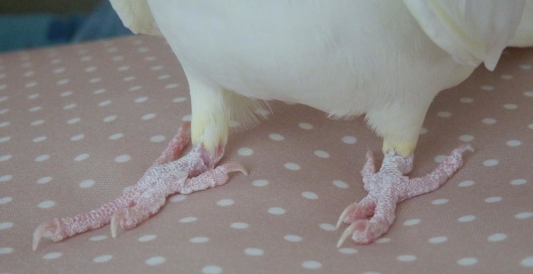 オカメインコの足指(趾)は第2趾・第3趾が前、第1趾・第4趾が後ろの対趾足