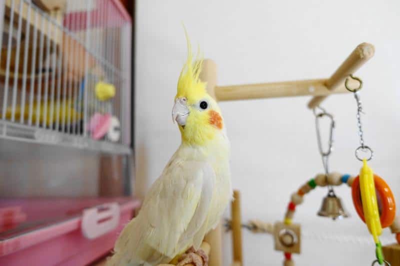 インコのペットロスから立ち直るには 飼い鳥を失った辛い悲しみとの向き合い方 インコ生活 飼い方 育て方の総合情報サイト