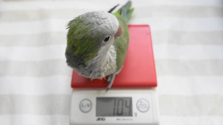 体重測定をするオキナインコ・ノーマルグリーン(体調管理に体重測定は大切)