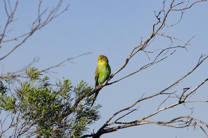 インコは食べたふりや元気なフリをする 病気 ケガを隠す愛鳥のための健康管理 インコ生活 飼い方 育て方の総合情報サイト