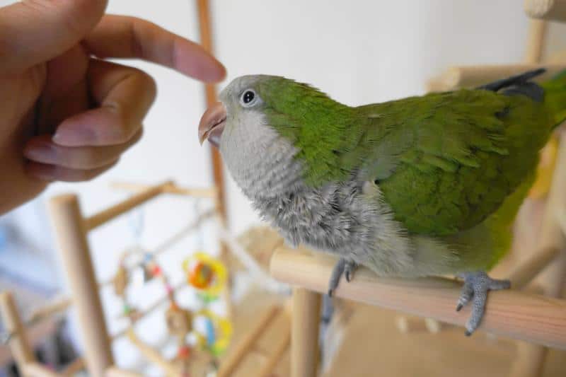 インコも仮病をする 病気のふりをする原因とインコ心理を解説 インコ生活 飼い方 育て方の総合情報サイト