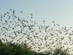 空に飛び立つムクドリの大群