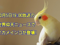 2021年10月5日放送予定の日本テレビ系列「世界仰天ニュース」でオカメインコが登場！