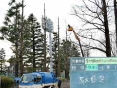 神奈川・等々力緑地でワカケホンセイインコのねぐらの木の枝が全て剪定！川崎市の委託業務