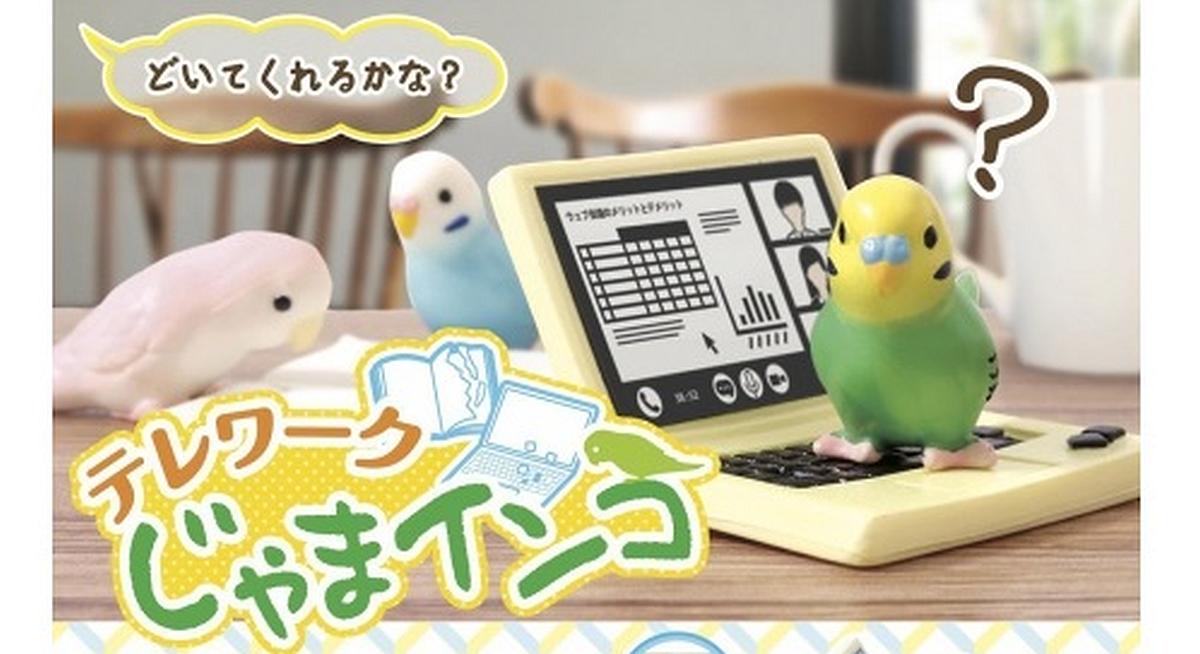 テレワークじゃまインコが4月発売！セキセイ・コザクラ飼いの在宅勤務あるあるな鳥ガチャ | インコ生活〜飼い方・育て方の総合情報サイト