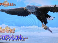 2023年5月20日放送のダーウィンが来たはオジロワシの「巨鳥を守れ!オジロワシレスキュー」