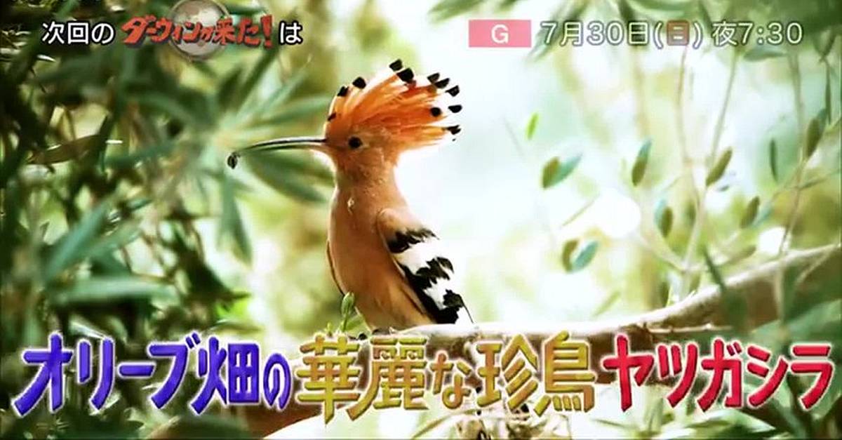 2023年7月30日のダーウィンが来たは「オリーブ畑の華麗な珍鳥 ヤツガシラ」が放送