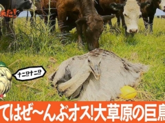 NHK・ダーウィンが来たは「子育てはぜ〜んぶオス! 大草原の巨鳥レア」の特集回