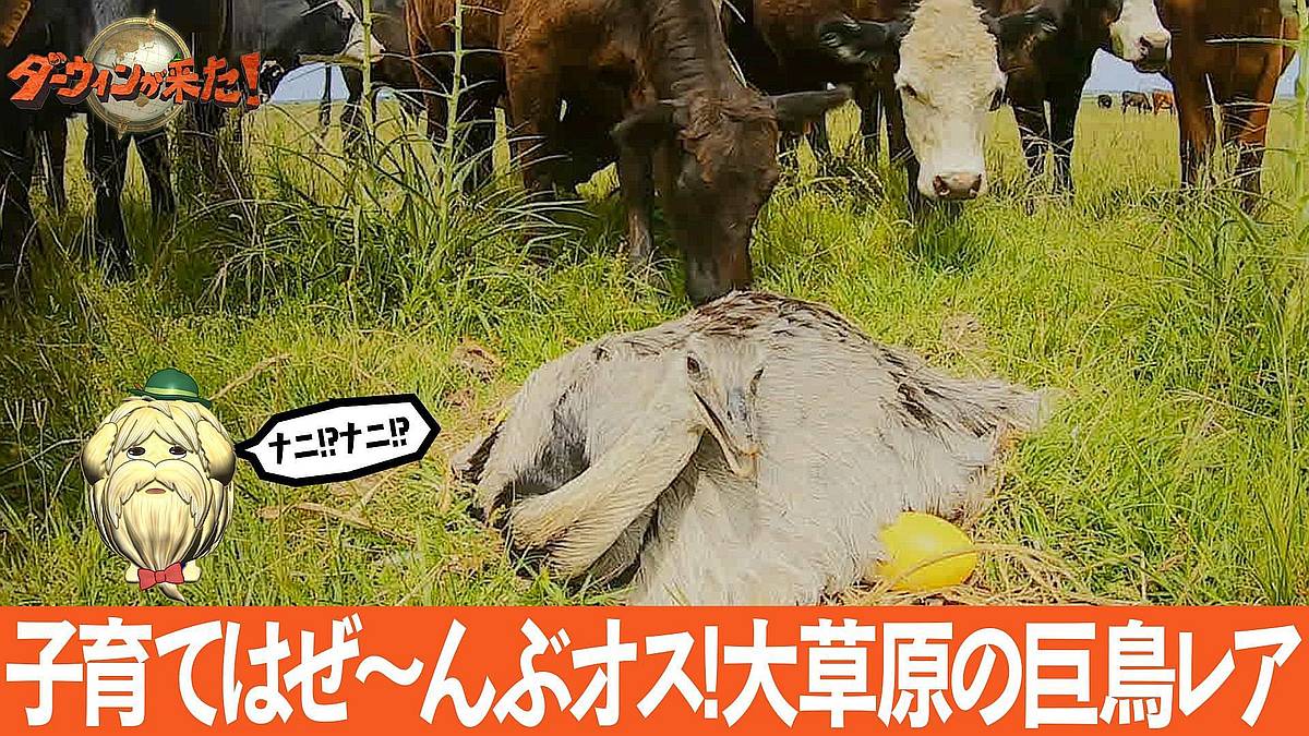 NHK・ダーウィンが来たは「子育てはぜ〜んぶオス! 大草原の巨鳥レア」の特集回