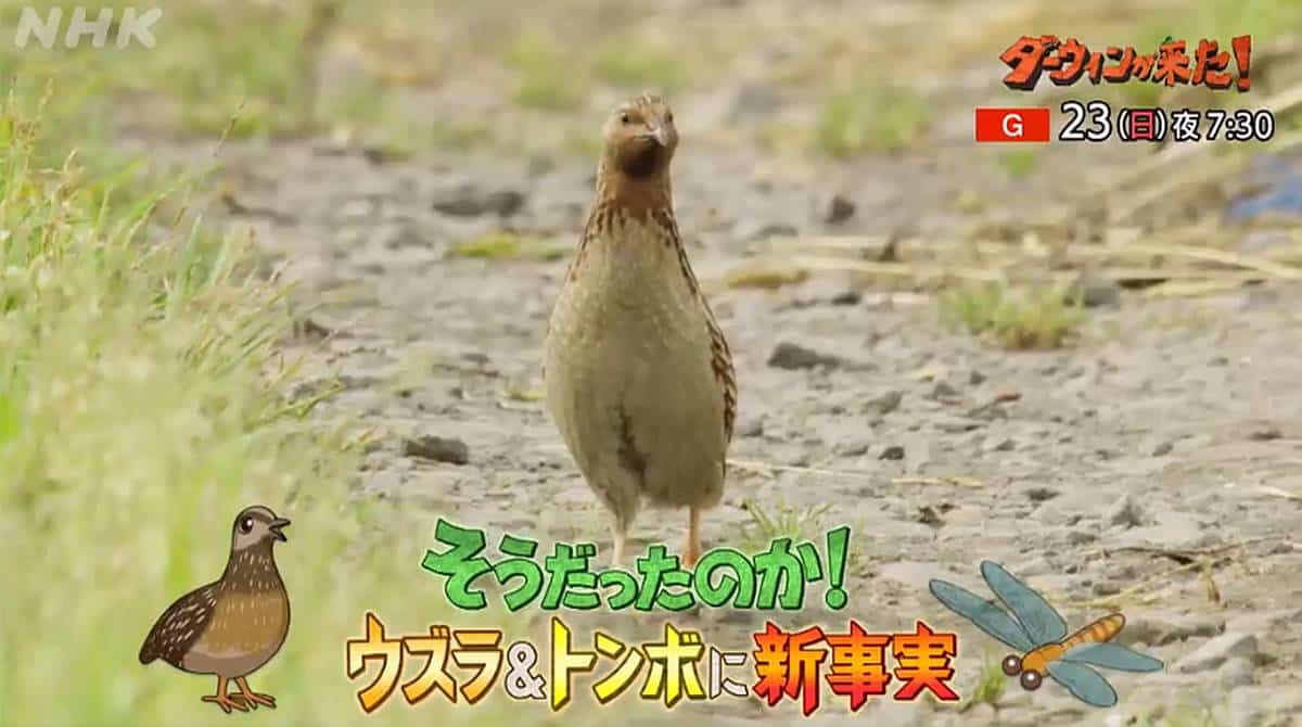 2月23日のダーウィンが来た！はウズラ特集！野生下の繁殖に世界初撮影