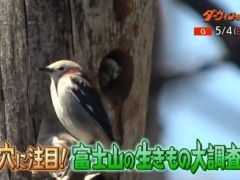 2025年5月4日放送予定のダーウィンが来たでは富士山麓の木々に生息する鳥たちを調査