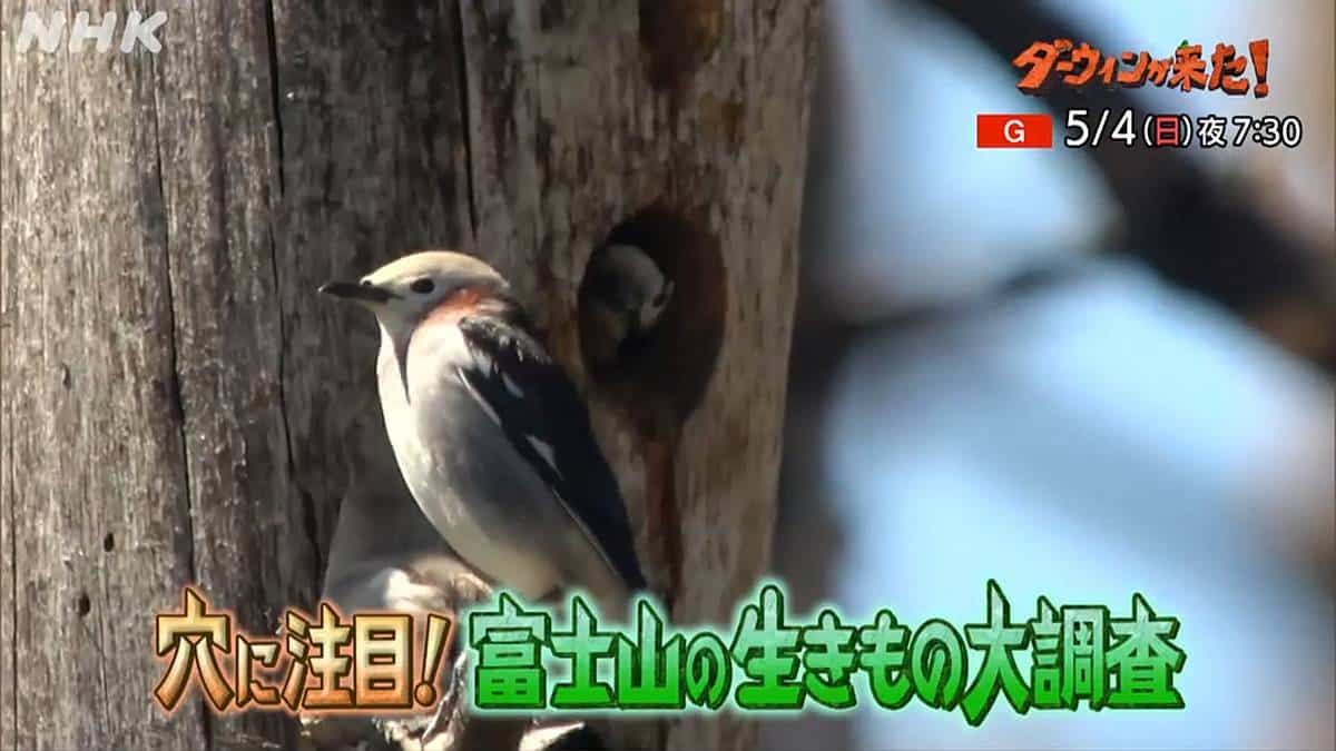 2025年5月4日放送予定のダーウィンが来たでは富士山麓の木々に生息する鳥たちを調査
